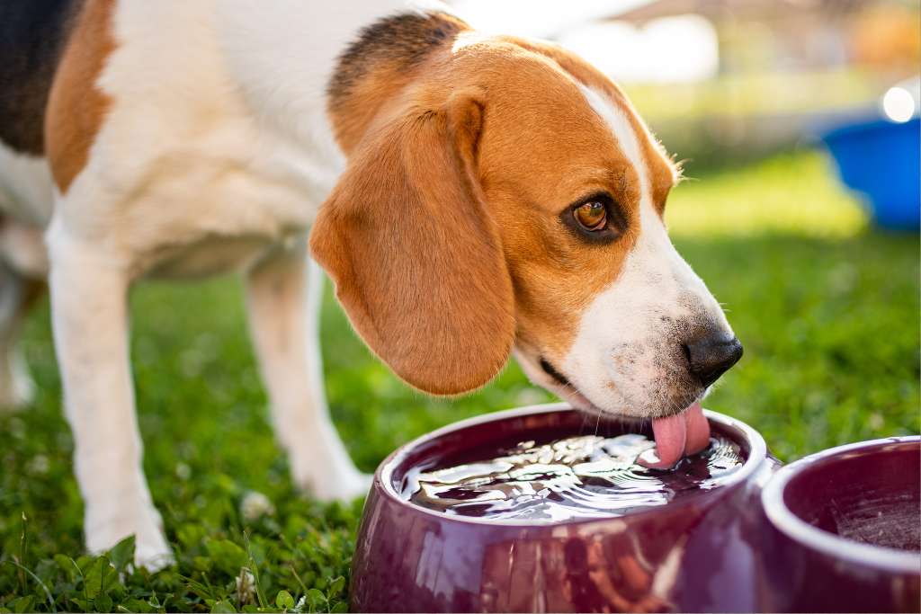 Understanding Dog Polydipsia: Excessive Thirst and its Causes - Good Dog People™