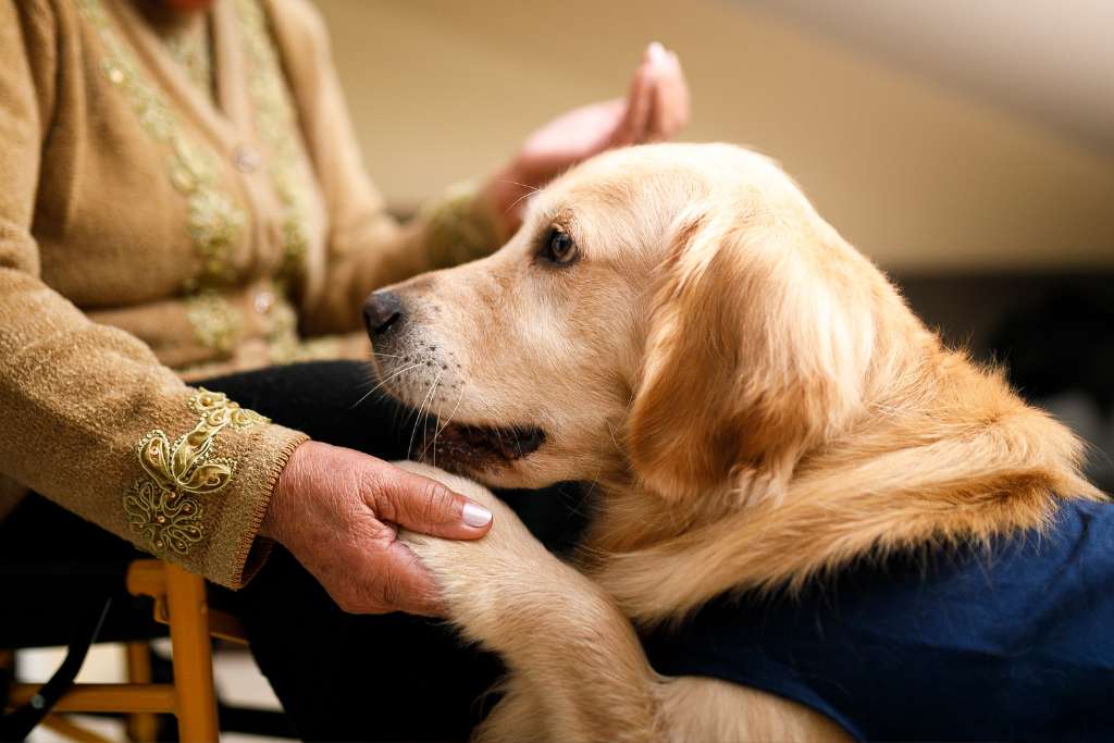 Understanding The Distinctions: Assistance Dogs, Therapy Dogs, and Emotional Support Dogs - Good Dog People™