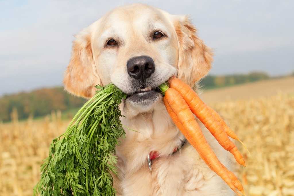 Vitamins Your Dog Needs - Good Dog People™