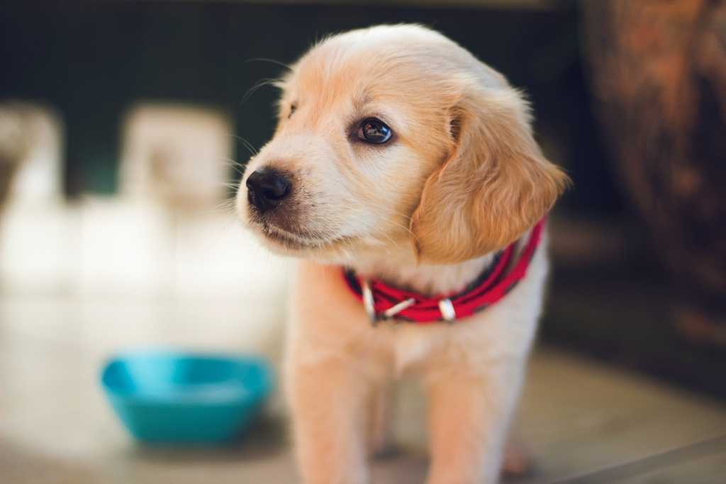 Beat food clearance for puppies