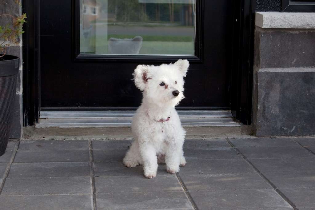 What To Do If You Find a Missing Dog - Good Dog People™