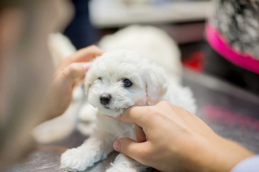 What to Expect at Your Dog's First Vet Visit - Good Dog People™