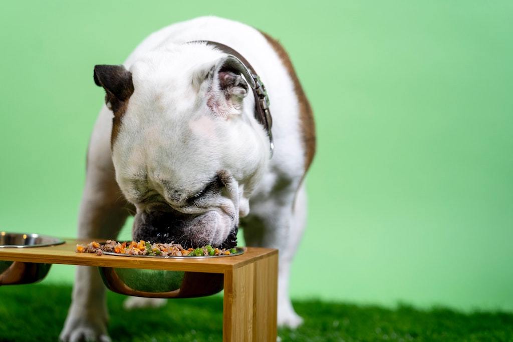 Dog Food 101: What Is The Best Dog Food In Singapore? - Good Dog People™