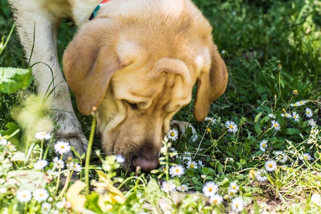 Why Do Dogs Eat Grass? - Good Dog People™