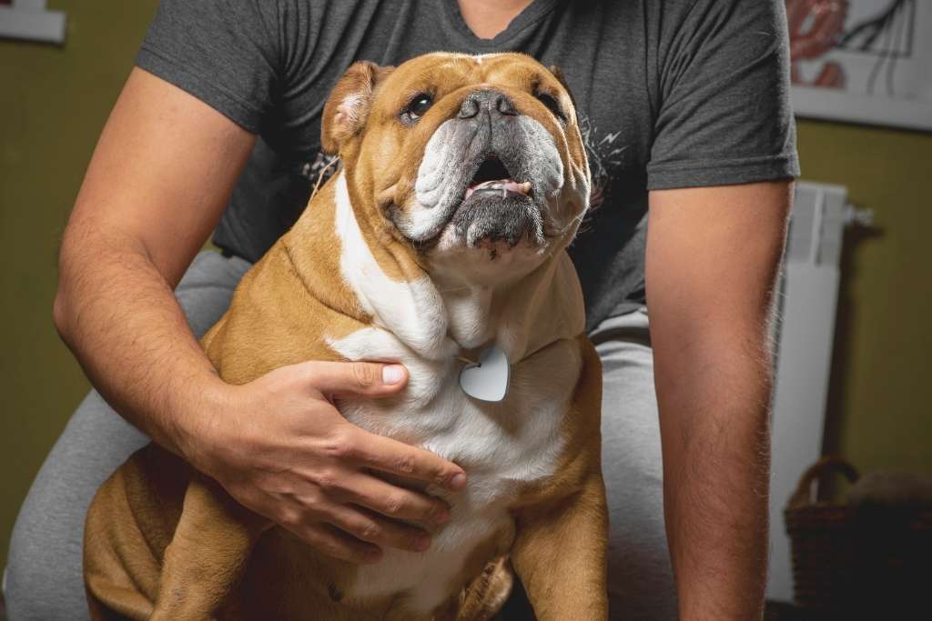 Why Dogs and Owners Look-Alike - Good Dog People™