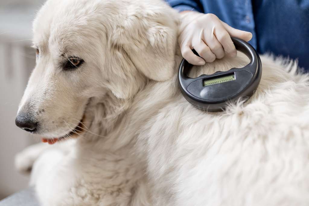 Why You Should Microchip Your Dog - Good Dog People™