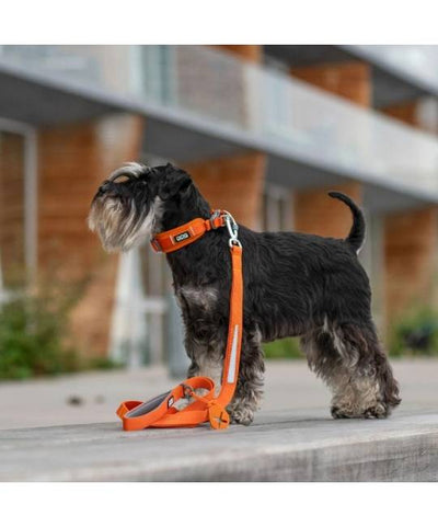 DOG Copenhagen Urban Trail Leash (Orange Sun - NEW DESIGN)