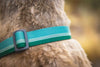 Ruffwear Chain Reaction™ Dog Collar