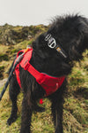 Ruffwear Web Master™ Dog Harness with Neck Buckle and Handle (Red Canyon)