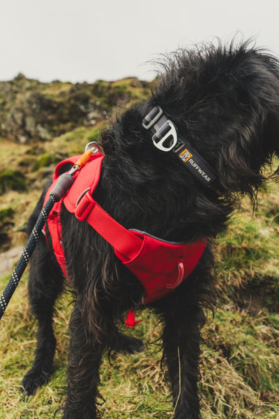 Ruffwear Web Master™ Dog Harness with Neck Buckle and Handle (Red Canyon)