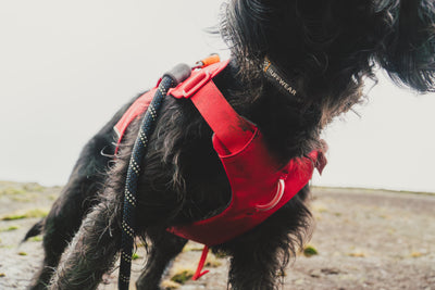 Ruffwear Web Master™ Dog Harness with Neck Buckle and Handle (Red Canyon)