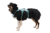 Ruffwear Web Master™ Dog Harness with Neck Buckle and Handle (River Rock Green)
