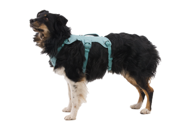 Ruffwear Web Master™ Dog Harness with Neck Buckle and Handle (River Rock Green)