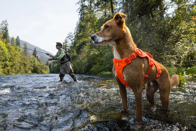 Ruffwear Web Master™ Dog Harness with Neck Buckle and Handle (River Rock Green)