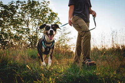 Ruffwear Hi & Light™ Lightweight Dog Harness