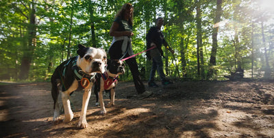 Ruffwear Hi & Light™ Lightweight Dog Harness