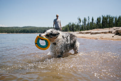 Ruffwear Hydro Plane™ High-Floating Foam Tug & Fetch Toy Fetch Dog Toy (Biolumin Blue)