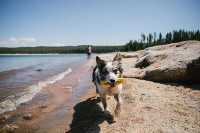 Ruffwear Hydro Plane™ High-Floating Foam Tug & Fetch Toy Fetch Dog Toy (Tangelo Orange)