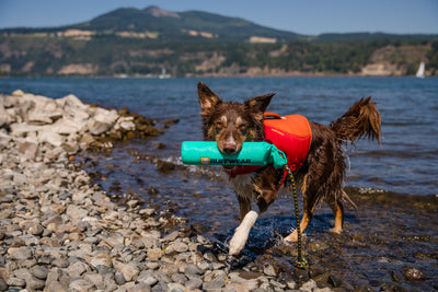 Ruffwear Lunker™ Interactive Floating Throw Dog Toy (Tangelo Orange)