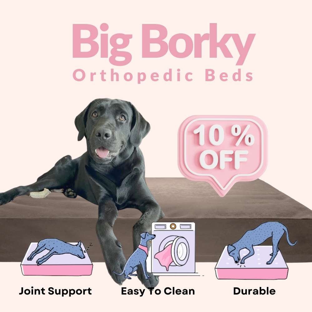 Buy Big Borky Orthopedic Dog Beds At Singapore's Best Online Pet Store | Good Dog People