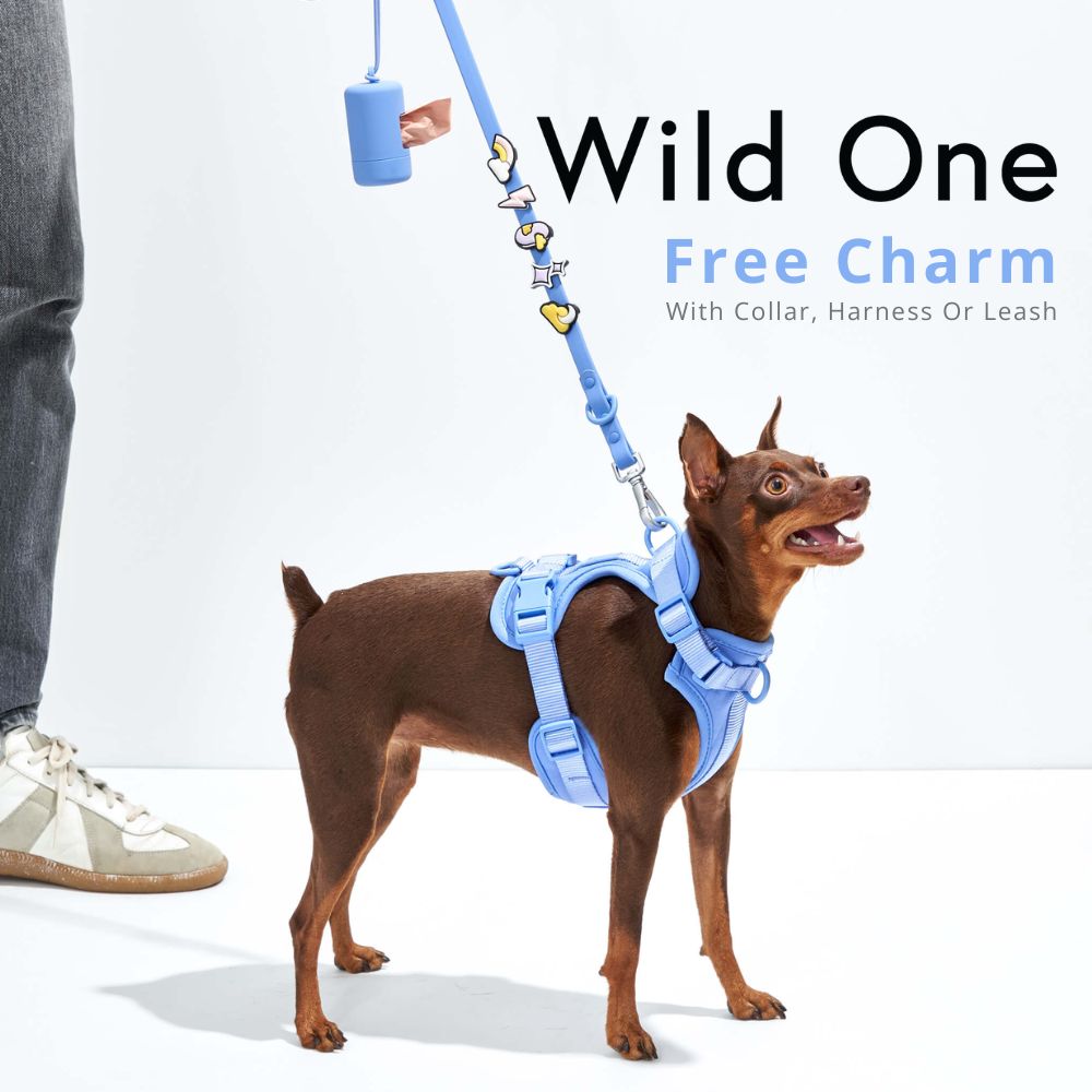 Buy Wild One Dog Harness, Collars & Leash At Good Dog People | Singapore's Best Online Pet Store