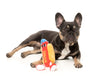 FuzzYard The Homies Squeaky Plush Dog Toy (Franky)