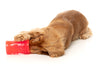 Fuzzyard Treat Dispensing Interactive Dog Chew Toy (Pina Coolada Freeze)