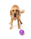 Fuzzyard Treat Dispensing Interactive Dog Chew Toy (Truth Tellin' Treat Ball)