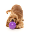 Fuzzyard Treat Dispensing Interactive Dog Chew Toy (Truth Tellin' Treat Ball)