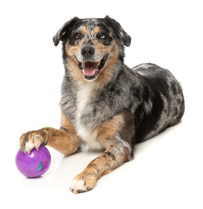 Fuzzyard Treat Dispensing Interactive Dog Chew Toy (Truth Tellin' Treat Ball)