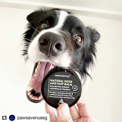 Essential Dog Natural Nose and Paw Balm for Dogs