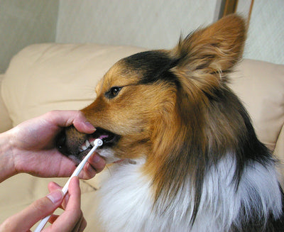 Mind Up Kenko Care Toothbrush for Dogs (Round Head)