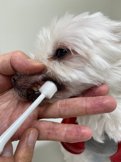 Mind Up Kenko Care Toothbrush for Dogs (Cylinder Head)