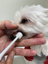 Mind Up Kenko Care Toothbrush Kit D for Dogs (Cylinder Head)