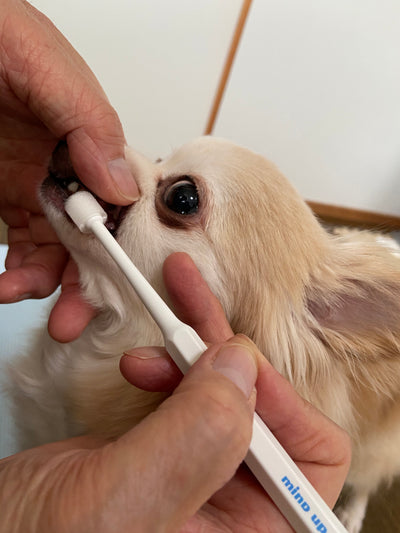Mind Up Kenko Care Toothbrush Kit E for Dogs (Slim Cylinder Head)