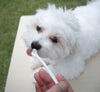Mind Up Kenko Care Toothbrush Kit E for Dogs (Slim Cylinder Head)