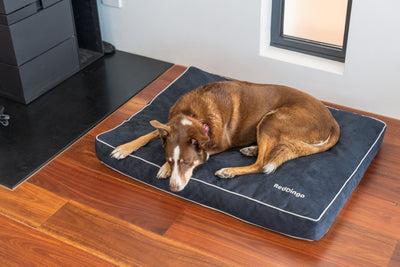 Red Dingo Premium Mattress Dog Bed (Marine)