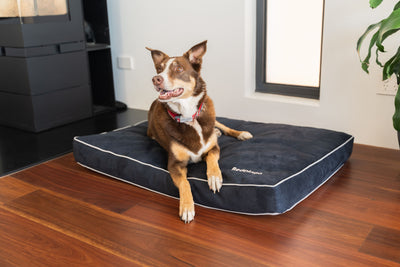 Red Dingo Premium Mattress Dog Bed (Marine)