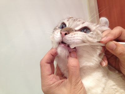 Mind Up Nyanko Care Toothbrush for Cats & Dogs (Micro Head)