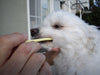Mind Up Kenko Care Soft Toothbrush for Dogs (Small Head)