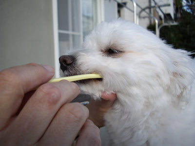 Mind Up Kenko Care Soft Toothbrush for Dogs (Small Head)