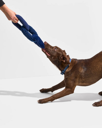 Wild One Chew Chain Crinkle Squeaky Dog Toy (Navy)