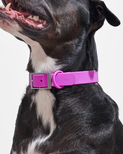 Wild One Anti-Odour Dog Collar (Orchid)
