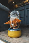 Ruffwear Basecamp™ Sound-Dampening Hard-Sided Dog Bowl (Cattail Tan)