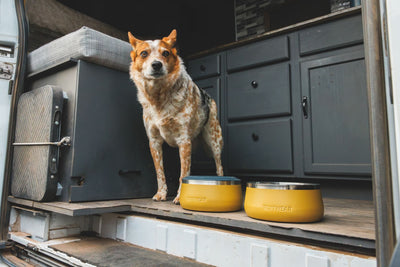 Ruffwear Basecamp™ Sound-Dampening Hard-Sided Dog Bowl (Cattail Tan)