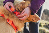 Ruffwear Front Range™ Soft & Durable Everyday Dog Collar (Blaze Orange)