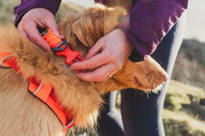 Ruffwear Front Range™ Soft & Durable Everyday Dog Collar (Blaze Orange)