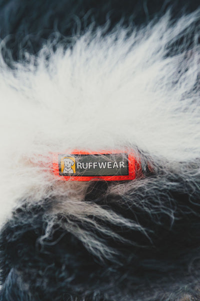 Ruffwear Front Range™ Soft & Durable Everyday Dog Collar (Blaze Orange)