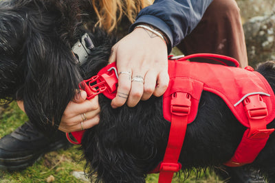 Ruffwear Web Master™ Dog Harness with Neck Buckle and Handle (Red Canyon)