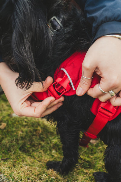 Ruffwear Web Master™ Dog Harness with Neck Buckle and Handle (Red Canyon)